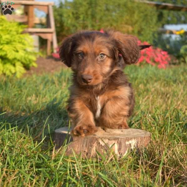 Dakota-Mini, Dachshund Puppy