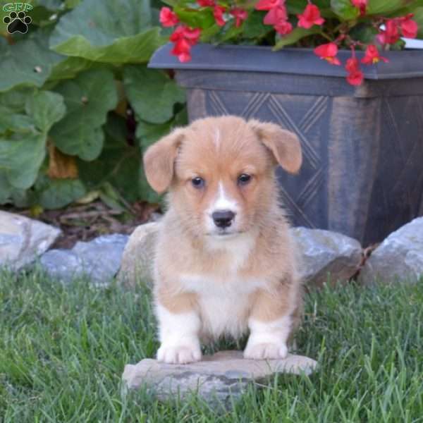 Dallas, Pembroke Welsh Corgi Puppy