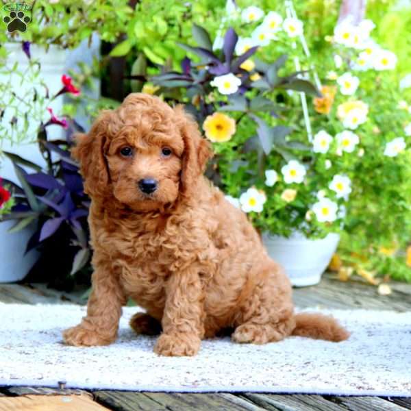 Dallas – F1B, Mini Goldendoodle Puppy