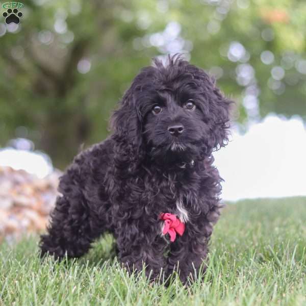 Dallin, Cockapoo Puppy