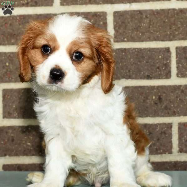 Dally, Cavalier King Charles Spaniel Puppy