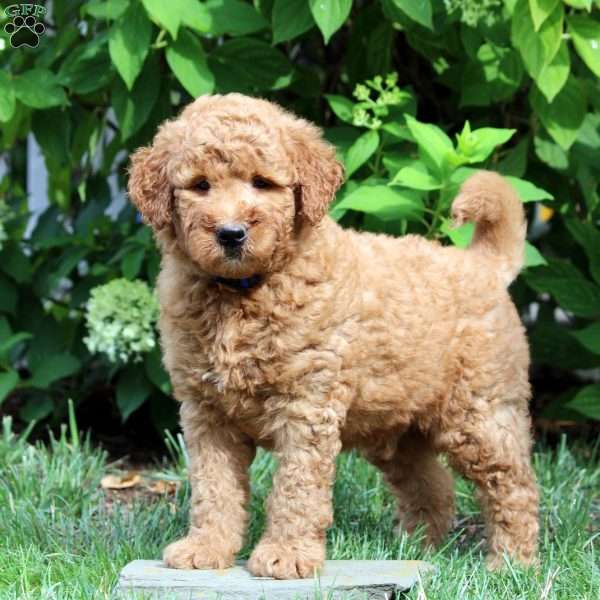 Damian, Mini Goldendoodle Puppy