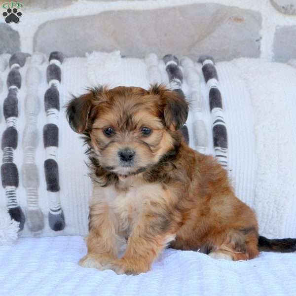 Damien, Yorkie Mix Puppy