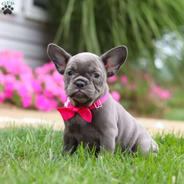 Dana, French Bulldog Puppy