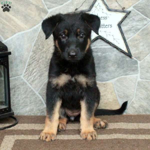 Dana, German Shepherd Puppy