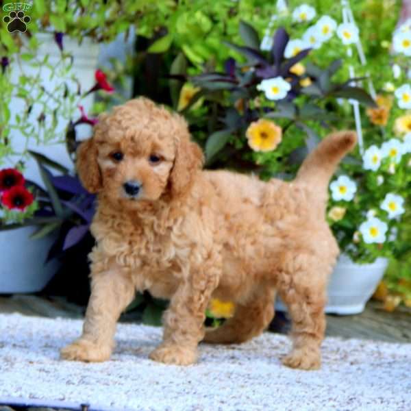 Dana – F1B, Mini Goldendoodle Puppy