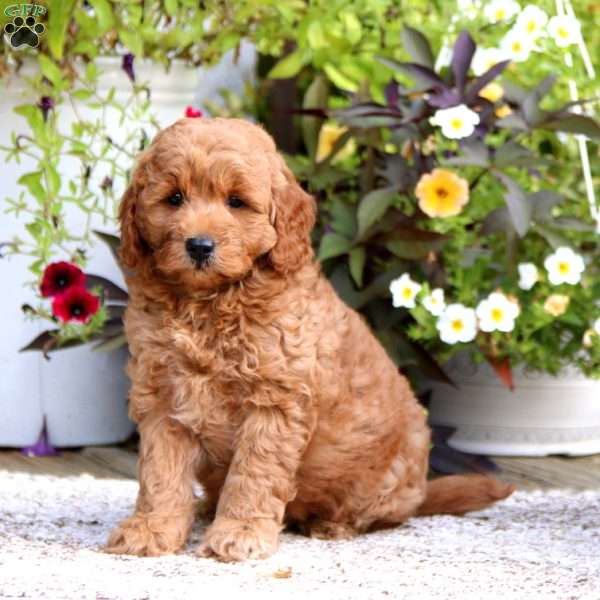 Dandy – F1B, Mini Goldendoodle Puppy