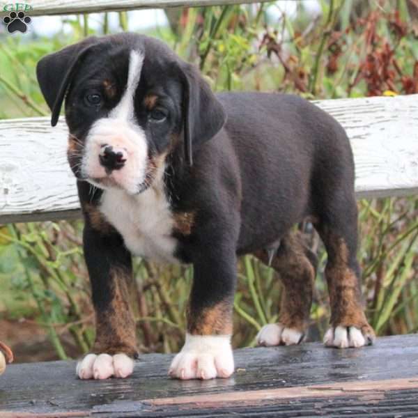 Daniel, English Bulldog Mix Puppy