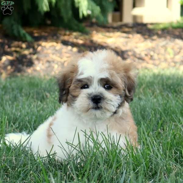 Danny, Teddy Bear Puppy