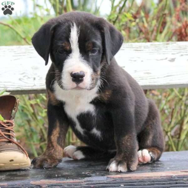 Daphne, English Bulldog Mix Puppy