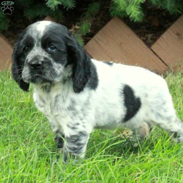 Daphne, Cocker Spaniel Puppy