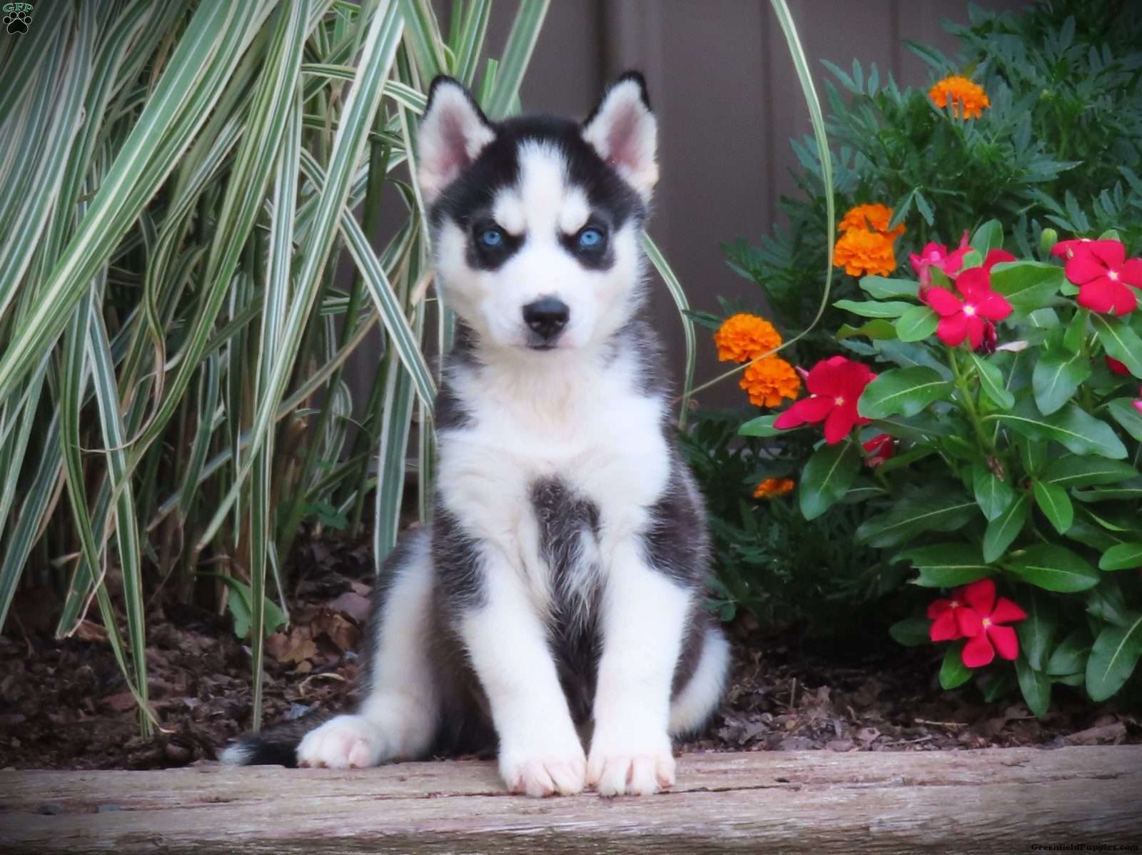 Prince - Siberian Husky Puppy For Sale in Pennsylvania