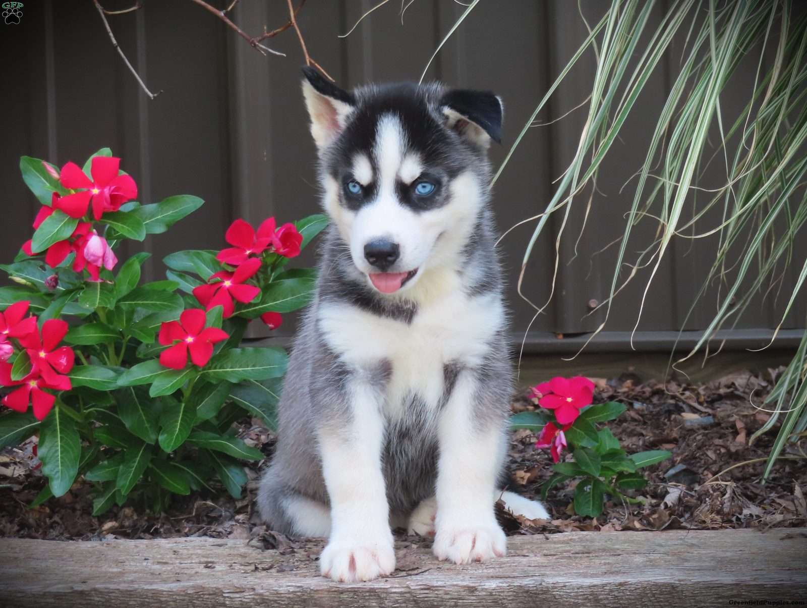 Princess - Siberian Husky Puppy For Sale in Pennsylvania