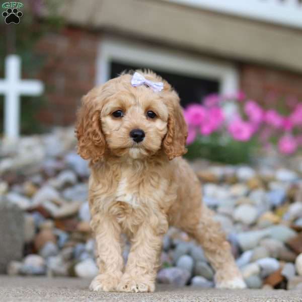 Darla, Cockapoo Puppy