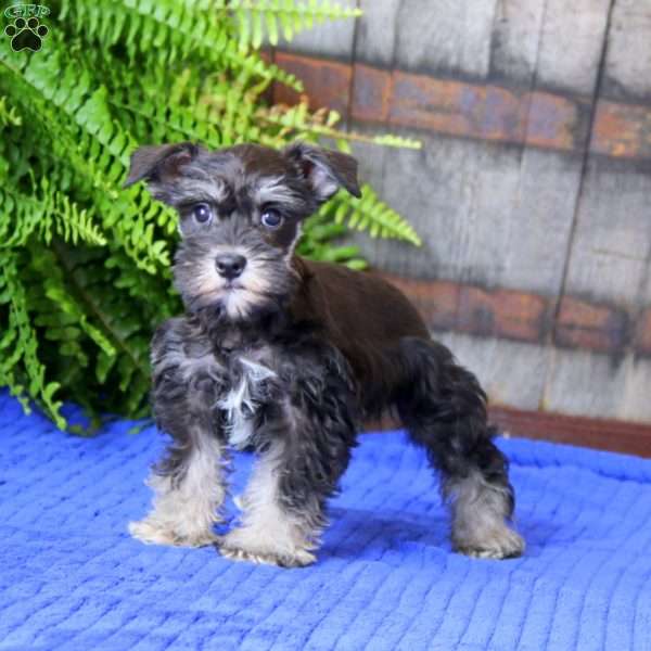 Darla, Miniature Schnauzer Puppy