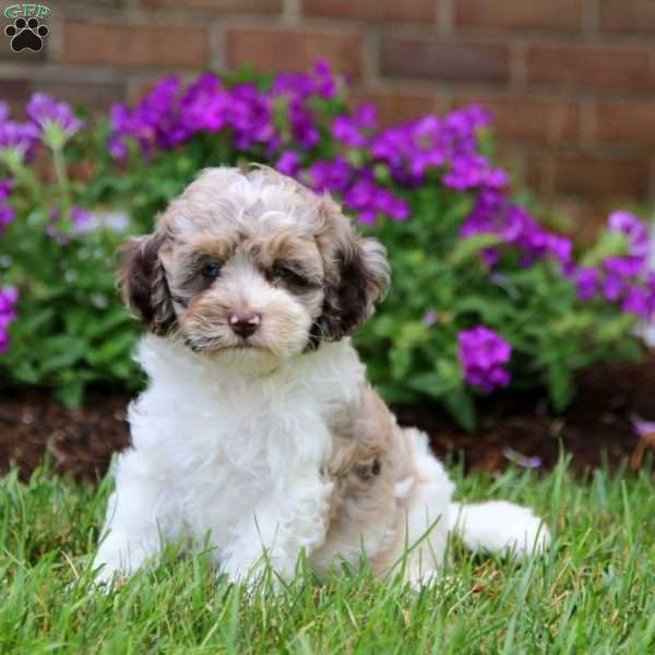 Darla, Cockapoo Puppy