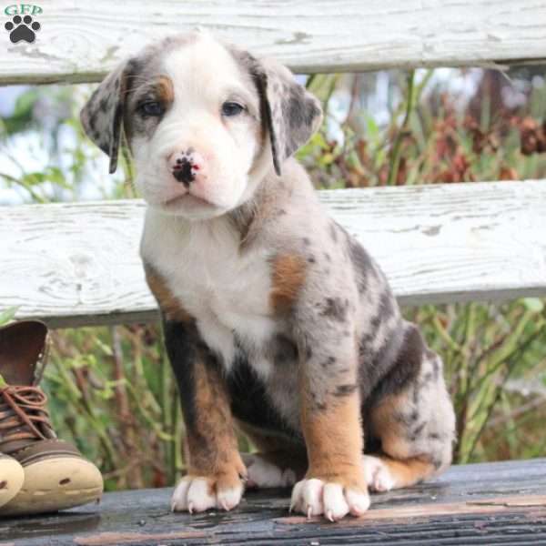 Darling, English Bulldog Mix Puppy