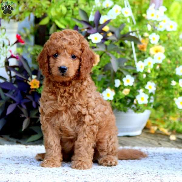 Darling – F1B, Mini Goldendoodle Puppy