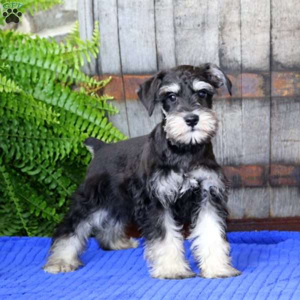 Daryl, Miniature Schnauzer Puppy