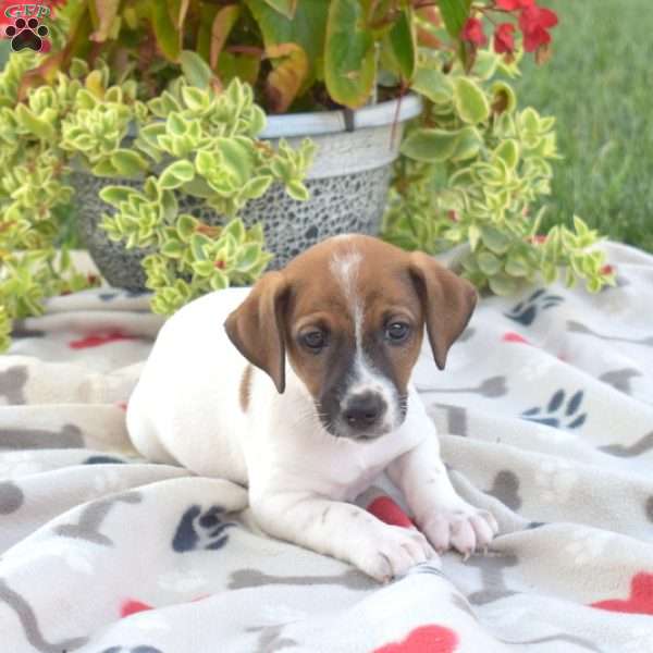 Dash, Jack Russell Terrier Puppy