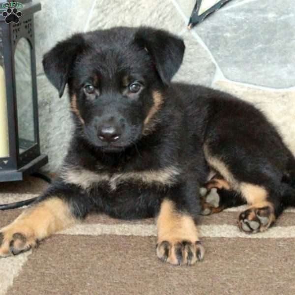 Dash, German Shepherd Puppy