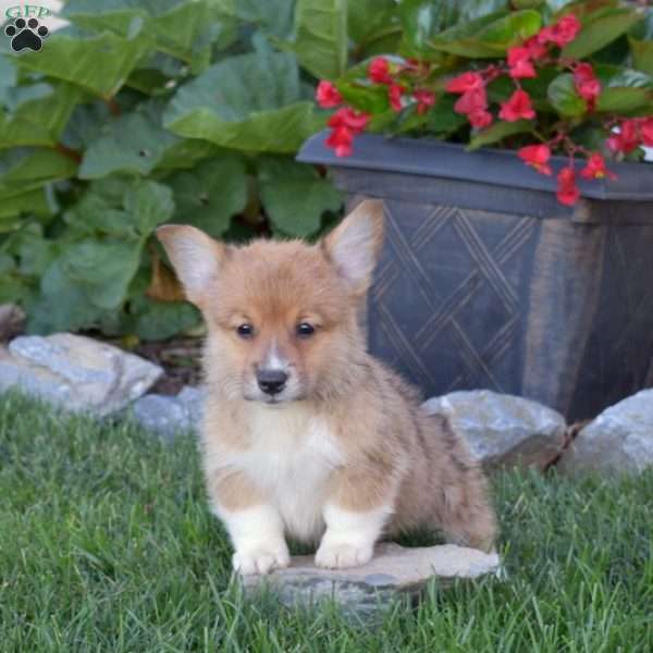 Dash, Pembroke Welsh Corgi Puppy