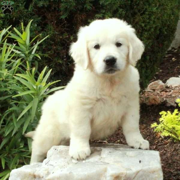 Dawson, English Cream Golden Retriever Puppy