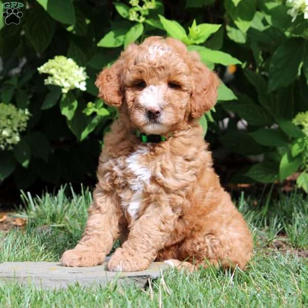 Dean, Mini Goldendoodle Puppy