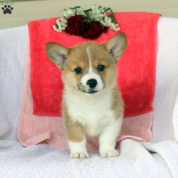 Deb, Pembroke Welsh Corgi Puppy