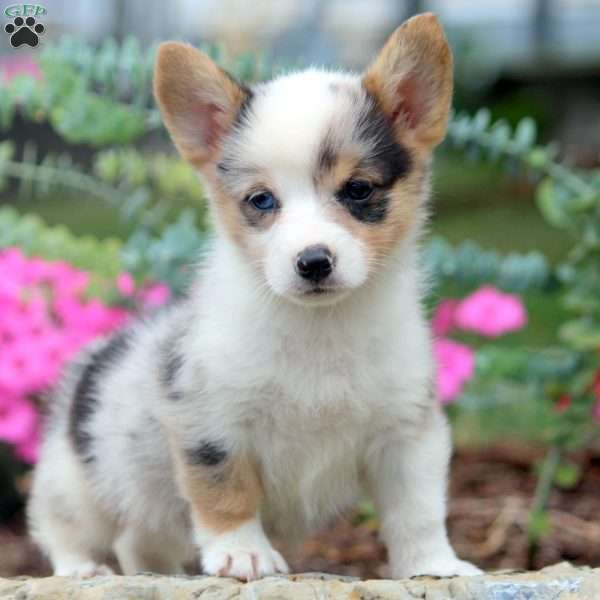 Debra, Pembroke Welsh Corgi Puppy