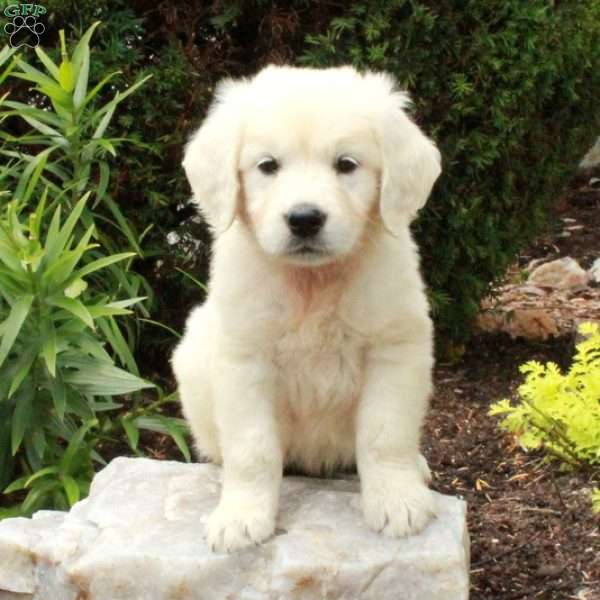 Declan, English Cream Golden Retriever Puppy