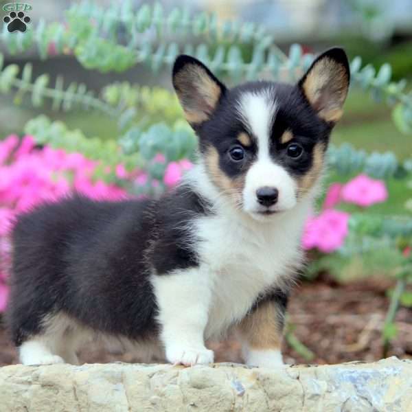 Delilah, Pembroke Welsh Corgi Puppy