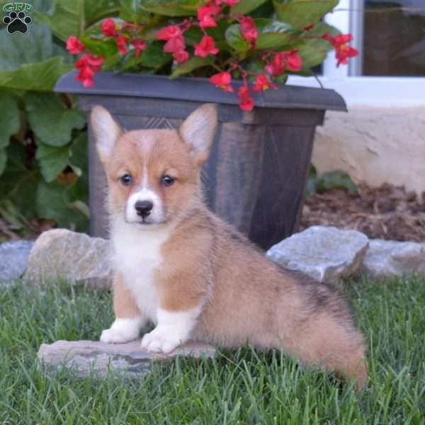 Delilah, Pembroke Welsh Corgi Puppy