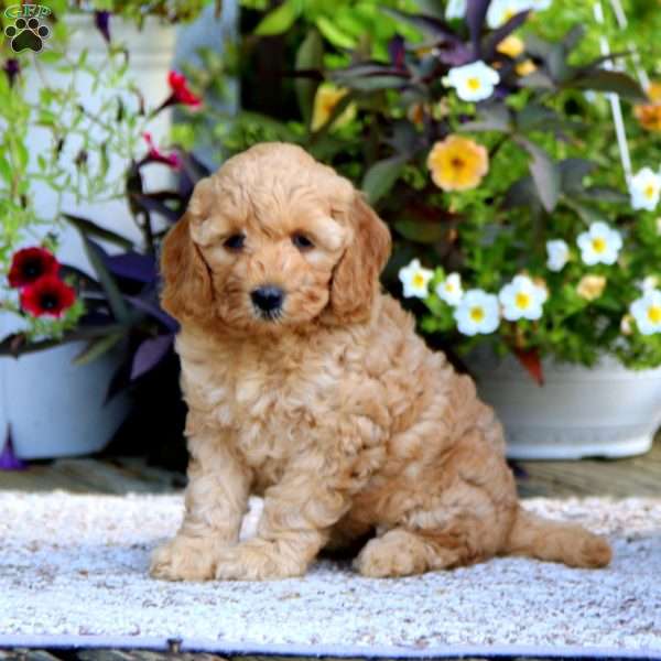 Della – F1B, Mini Goldendoodle Puppy