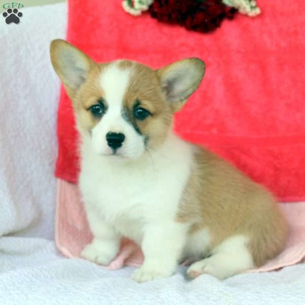 Demi, Pembroke Welsh Corgi Puppy