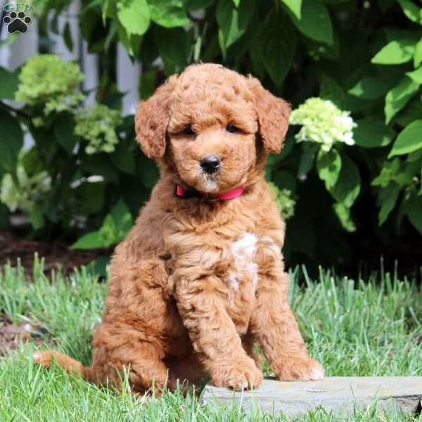 Demi, Mini Goldendoodle Puppy