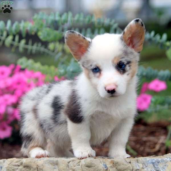 Demi, Pembroke Welsh Corgi Puppy