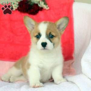 Demi, Pembroke Welsh Corgi Puppy