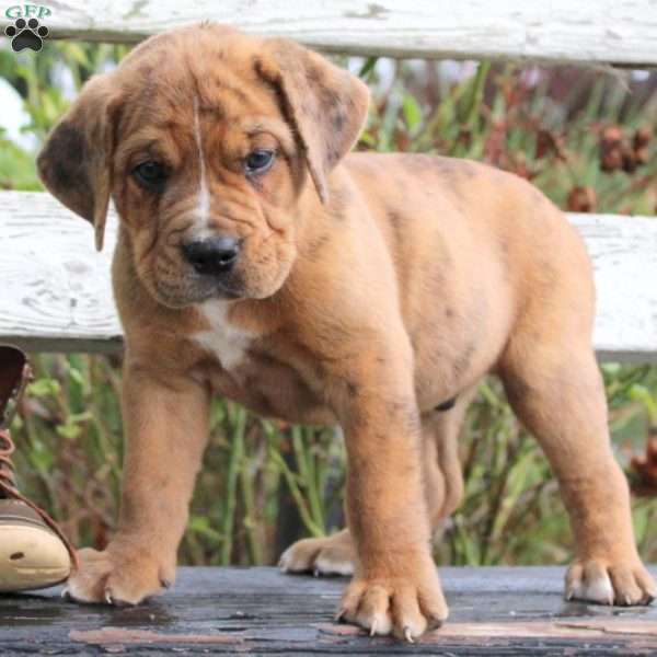 Dennis, English Bulldog Mix Puppy