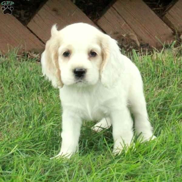 Dennis, Cocker Spaniel Puppy