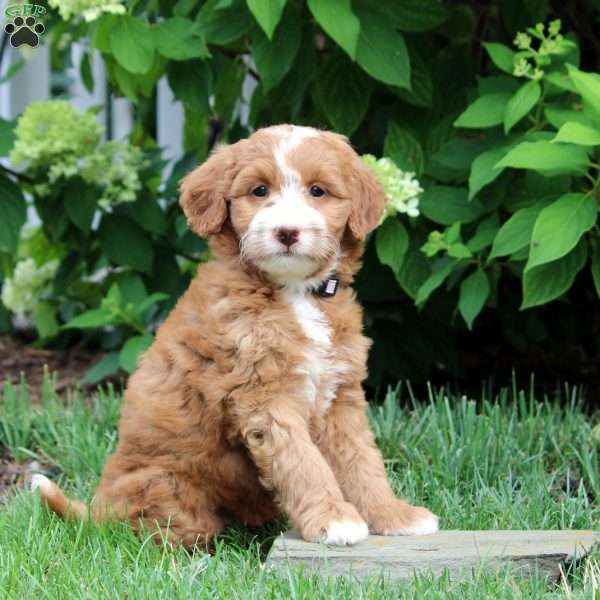 Destiny, Mini Goldendoodle Puppy