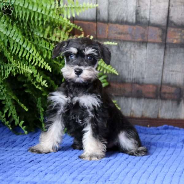 Destiny, Miniature Schnauzer Puppy