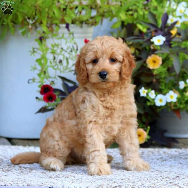 Destiny – F1B, Mini Goldendoodle Puppy