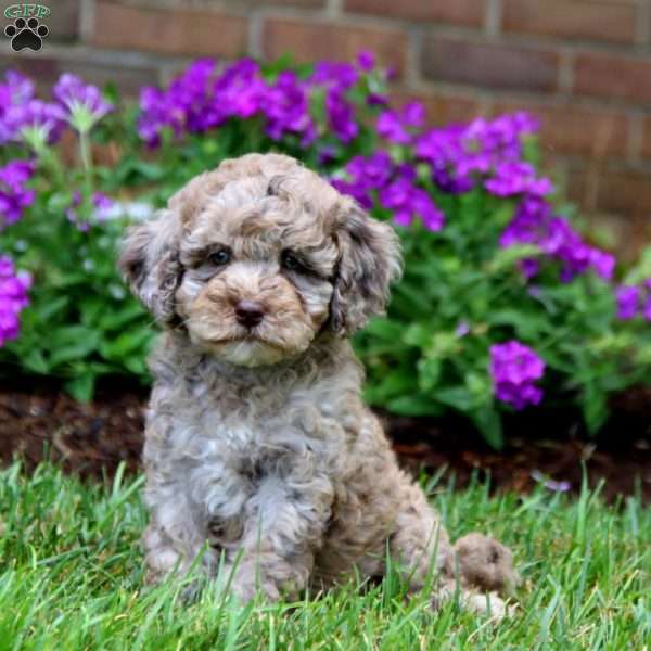 Destiny, Cockapoo Puppy