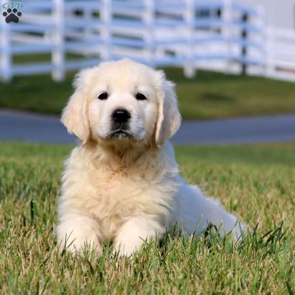 Destiny, English Cream Golden Retriever Puppy