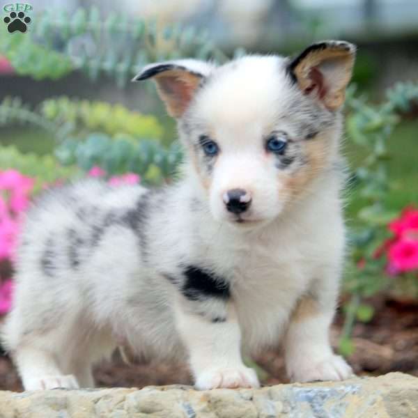 Devan, Pembroke Welsh Corgi Puppy