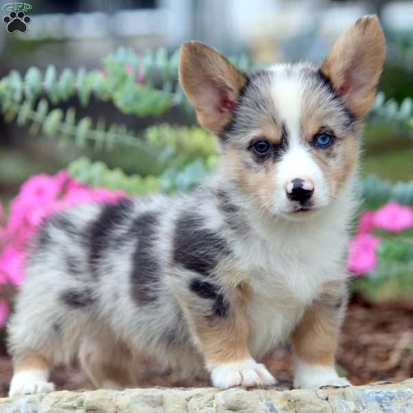 Dexter, Pembroke Welsh Corgi Puppy