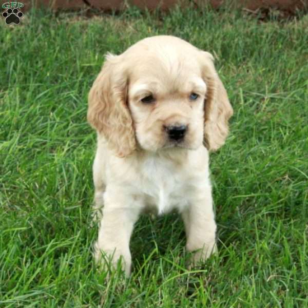 Dexter, Cocker Spaniel Puppy