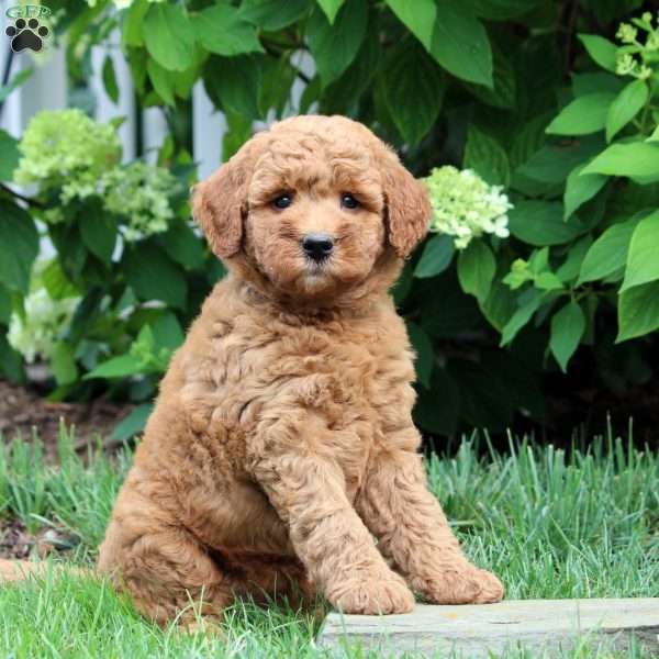 Diana, Mini Goldendoodle Puppy