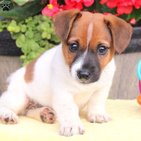 Dickson, Jack Russell Terrier Puppy